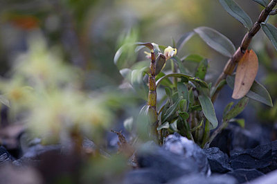 鐵皮楓斗圖片_鐵皮楓斗圖片大全_鐵皮楓斗背景圖片