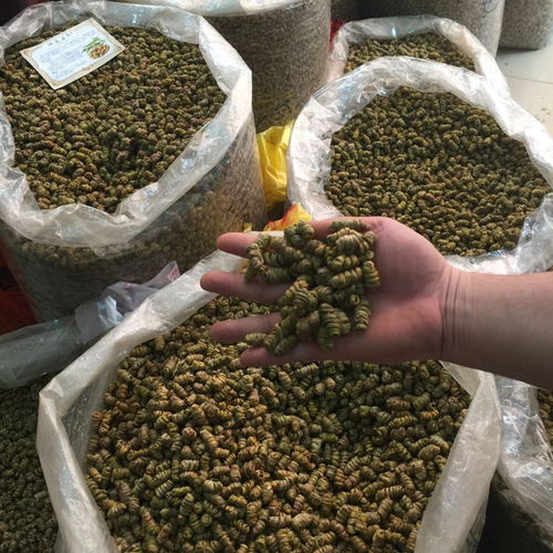 石斛正宗云南鐵皮石斛楓斗10克50克100克仿野生種植可磨石斛粉