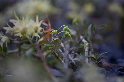 鐵皮楓斗圖片_鐵皮楓斗圖片大全_鐵皮楓斗背景圖片