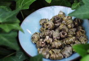 鐵皮石斛全面介紹,再也不用到處找了