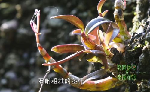 今年中秋是時(shí)候給爸媽送上森山鐵皮楓斗了