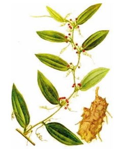 壽仙谷西紅花鐵皮楓斗膏圖冊