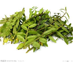 鐵皮石斛圖片庫,鐵皮石斛店面效果圖,鐵皮石斛產品圖片