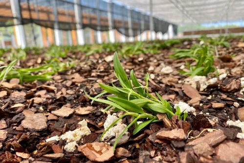 冬季進補想吃鐵皮楓斗的話,該怎么吃呢 三種經典吃法供您參考