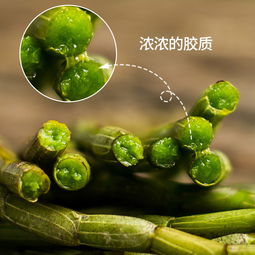 雁蕩山鐵皮石斛：新鮮采摘，仿野生四年鐵皮楓斗的優勢與特點