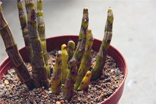 傳說中的鐵皮楓斗 珍貴草藥的神奇與真相