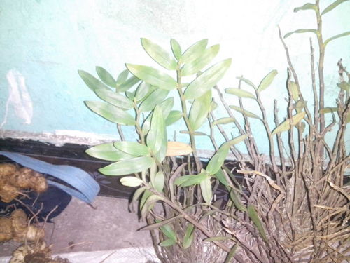 野生鐵皮楓斗價格解析 有圖有真相，市場行情一覽