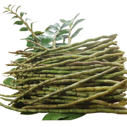 鐵皮楓斗與石斛 健康養生的珍貴寶藏