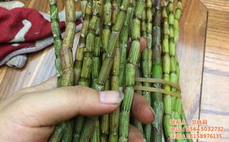 霍山鐵皮楓斗 批發零售指南與市場價格解析