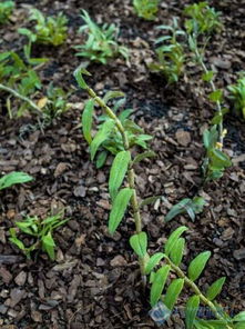 本地鐵皮石斛迎采摘季，鐵皮楓斗加工正當時