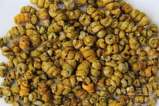 鐵皮楓斗怎么吃？解鎖多種養生吃法與功效詳解